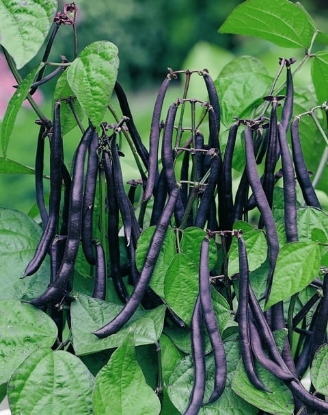 Picture of Dwarf French Bean - Purple Teepee